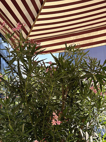 Brenner-Marstallterrasse nach 4 Jahren wiedereröffnet: mediterranes Ambiente mit Olivenbäumen und ganz besonderem Flair (©Foto: Martin Schmitz)